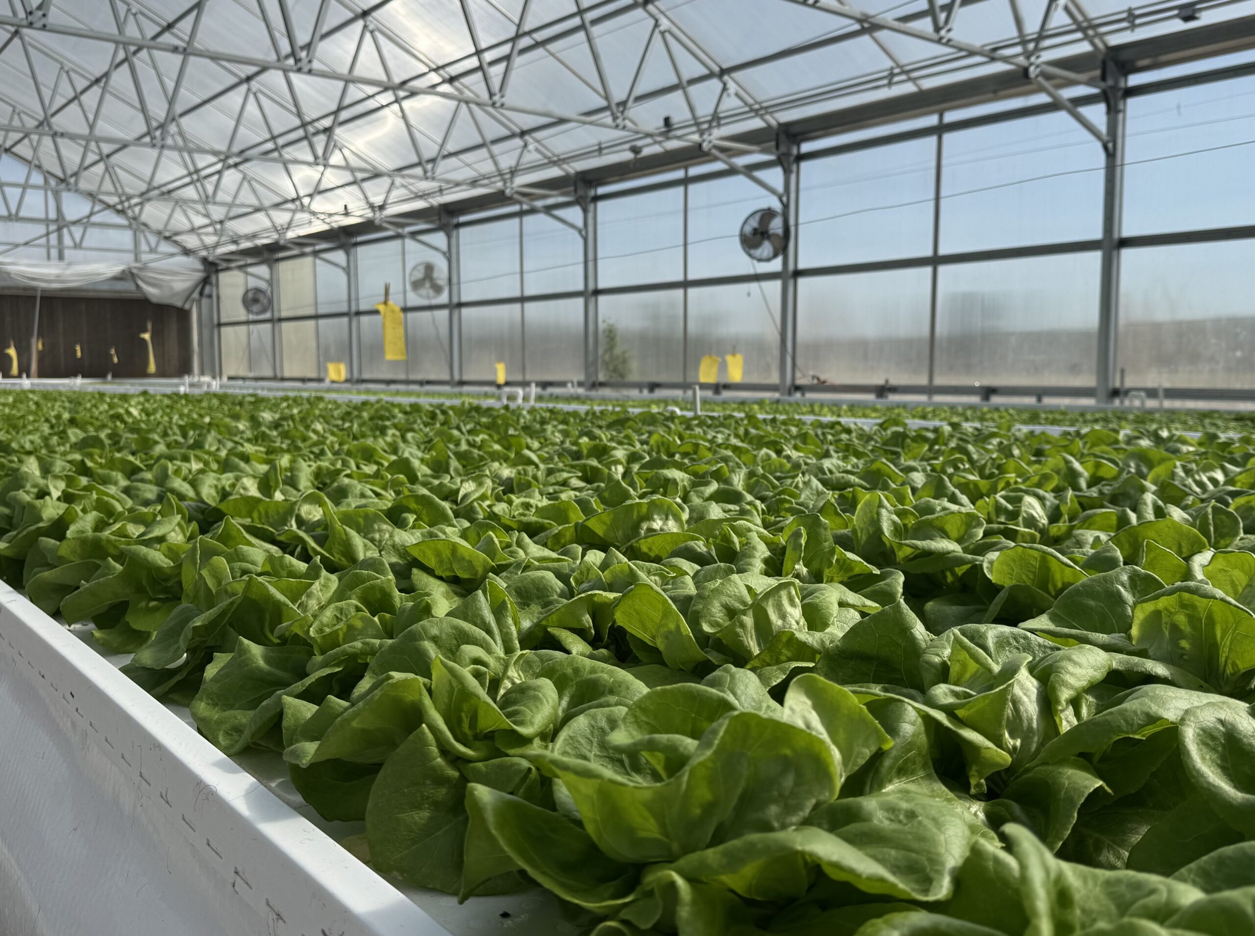 Bittersweet Hydroponic Farm visit 04162026 7