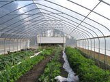 Photo of greenhouse farm