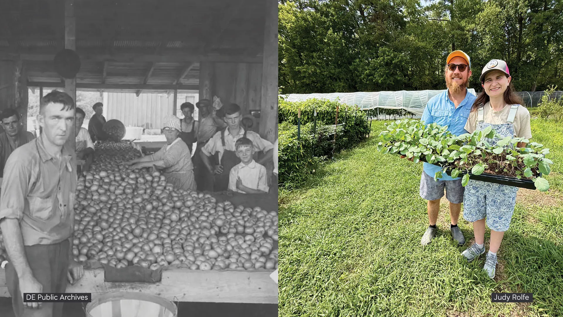Old farmer's photo vs current farmers