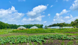 Fox Briar Farm field